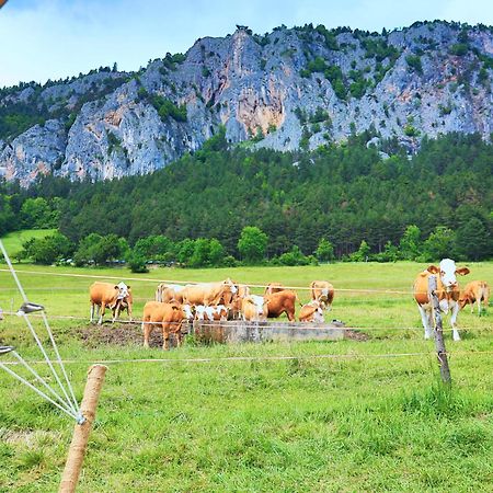 Glamping Hohe Wand - Zelt Mit Sternenfenster Und Whirlpool Hotel Maiersdorf ภายนอก รูปภาพ