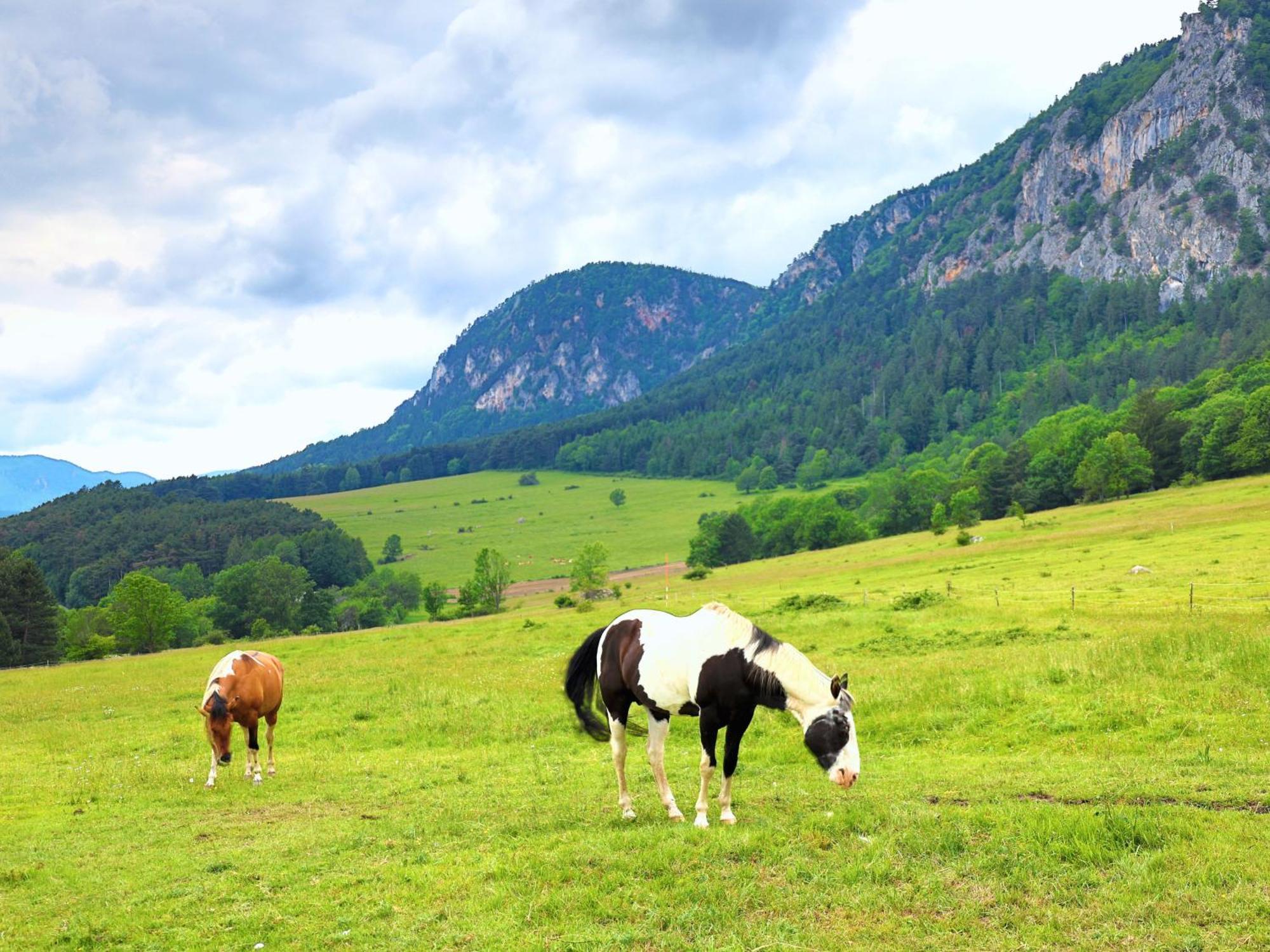 Glamping Hohe Wand - Zelt Mit Sternenfenster Und Whirlpool Hotel Maiersdorf ภายนอก รูปภาพ
